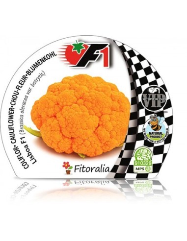 Planter col coliflor carbassa híbrid (6 unitats)