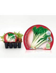 Planter bleda ecològica (12 unitats)