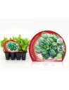 Planter espinac (12 unitats)