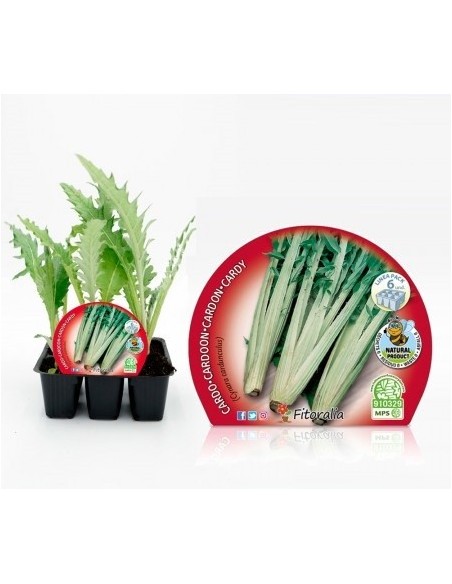 Planter card o herbacol (6 unitats)