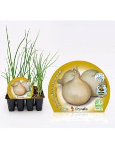 Plantel cebolla de fuentes  ecológico (12 unidades)