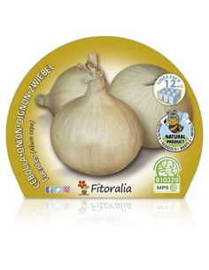 Plantel cebolla de fuentes  ecológico (12 unidades) 2