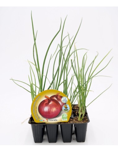 Planter de ceba Figueres ecològic (12 unitats)