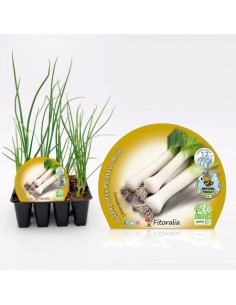 Planta orgânica de alho-poró (12 unidades)
