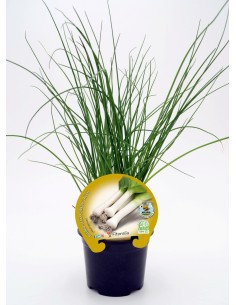 Planta orgânica de alho-poró (12 unidades) 2