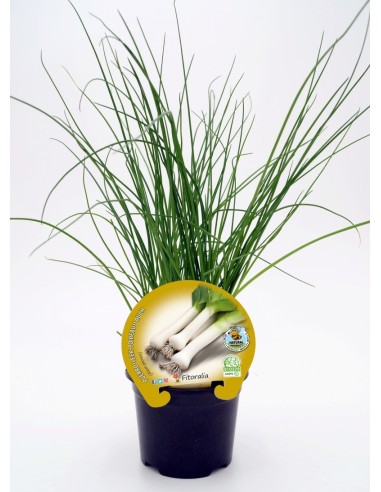Planta orgânica de alho-poró (12 unidades)