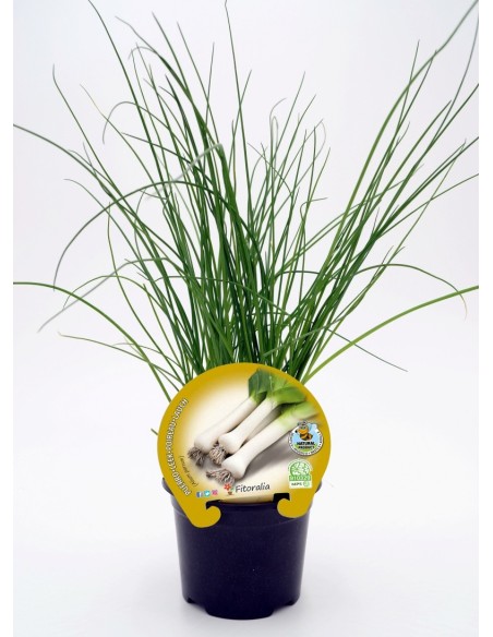Planter porro ecològic (12 unitats)