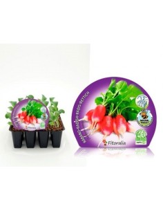 Planter rave Punta Blanca (12 unitats)
