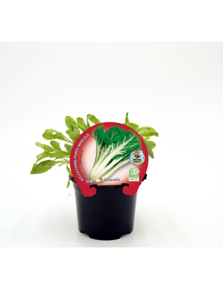 Planter bleda ecològica (12 unitats)