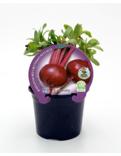 Planter remolatxa (12 unitats)