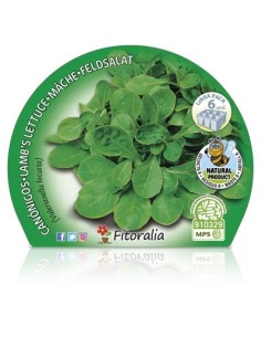 Plantel Canónigos ecológica (6 unidades) 2