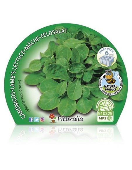 Planter canonges ecològica (6 unitats)