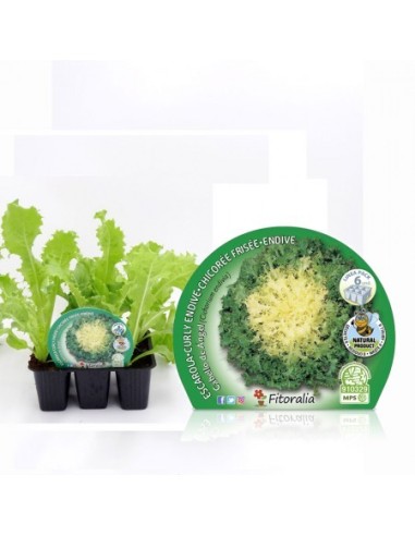 Planta de escarola orgânica (12 unidades)