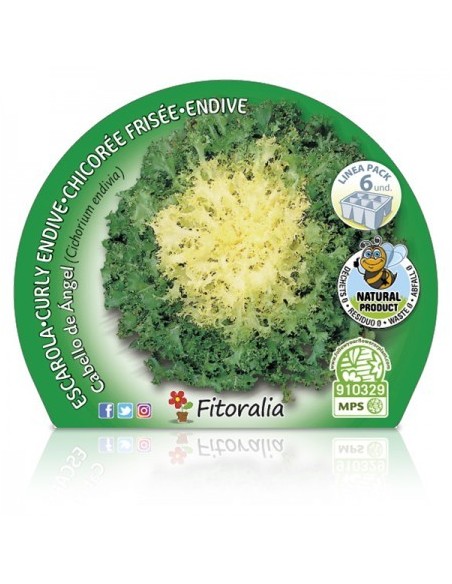 Planta de escarola orgânica (12 unidades)