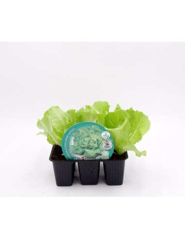 Planter d'enciam trocadero ecològic (12 unitats)
