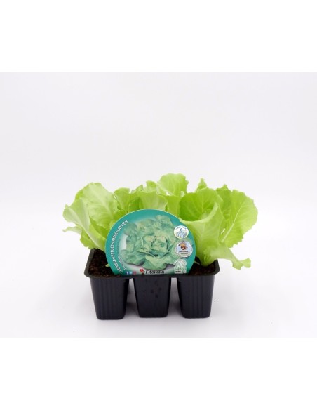 Planter d'enciam trocadero ecològic (12 unitats)