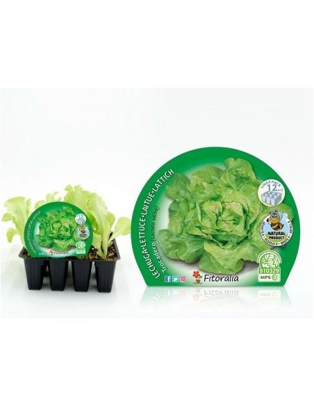 Planter d'enciam trocadero ecològic (12 unitats)