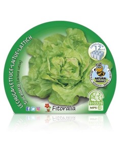 Plantel lechuga trocadero ecológico (12 unidades) 2