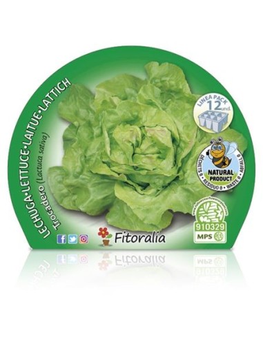 Planter d'enciam trocadero ecològic (12 unitats)