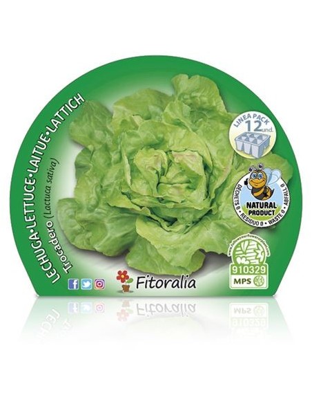 Planta ecológica de alface trocadero (12 unidades)