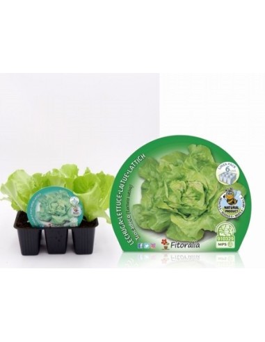 Planter d'enciam trocadero ecològic (12 unitats)