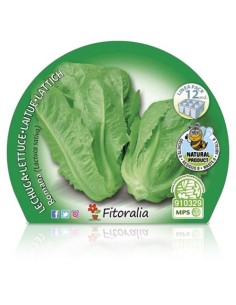 Planter d'enciam romà ecològic (12 unitats) 2