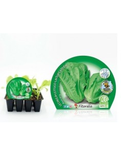 Planter d'enciam romà ecològic (12 unitats)