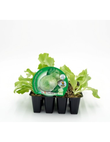 Planta orgânica de alface americana (12 unidades)