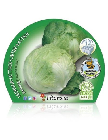 Planta orgânica de alface americana (12 unidades)