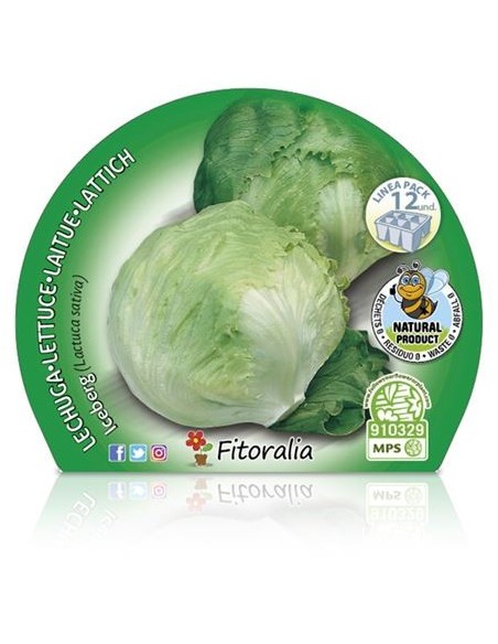 Plantel lechuga iceberg (12 unidades)