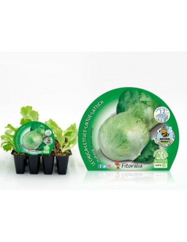 Plantel lechuga iceberg (12 unidades)