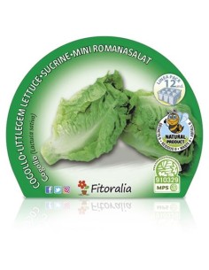 Plante coração de alface orgânico (12 unidades) 2