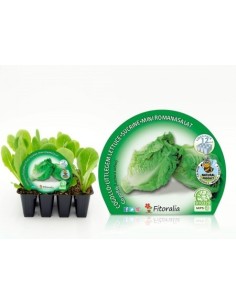 Plantel lechuga cogollo ecológico (12 unidades)