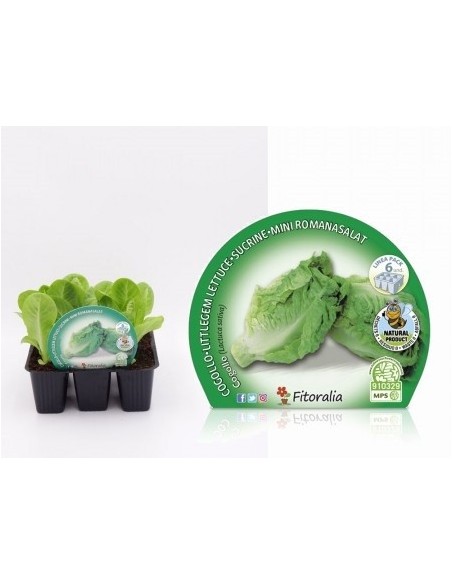 Plante coração de alface orgânico (12 unidades)