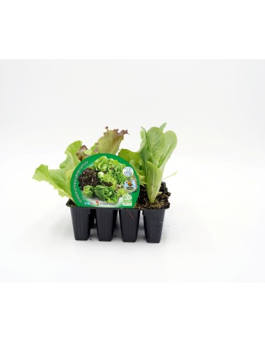 Mistura ecológica de planta de alface (12 unidades)