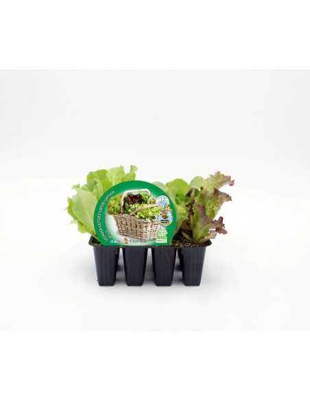 Mistura ecológica de planta de alface (12 unidades)
