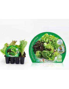Planter d'enciam mix ecològic (12 unitats)