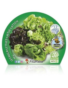 Plantel lechuga mix (12 unidades) 2