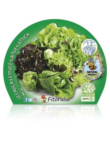 Mistura ecológica de planta de alface (12 unidades)