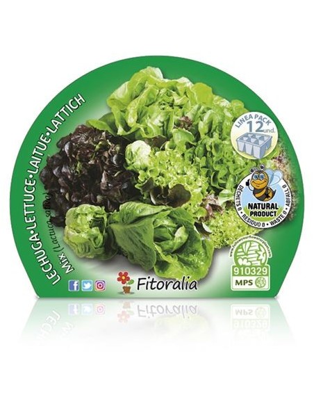 Mistura ecológica de planta de alface (12 unidades)