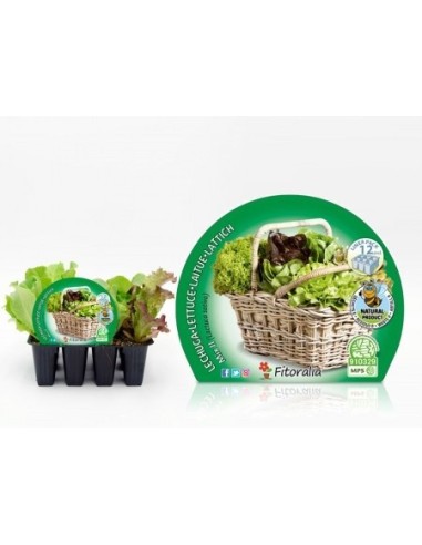 Mistura ecológica de planta de alface (12 unidades)