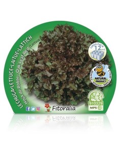 Planter d'enciam fulla de roure ecològic (12 unitats) 2