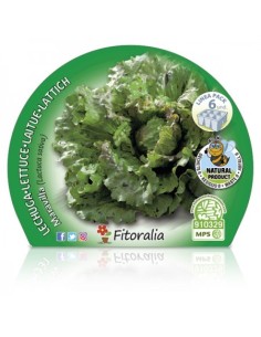 Plantel lechuga maravilla natural (1 o 6 o 12 unidades) 2