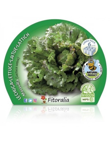Mudas de alface maravilha natural (1 o 6 o 12 unidades)