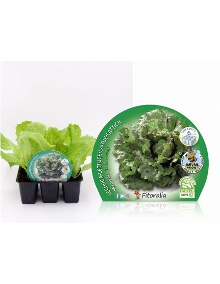 Mudas de alface maravilha natural (1 o 6 o 12 unidades)
