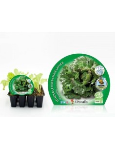 Mudas de alface maravilha natural (1 o 6 o 12 unidades)
