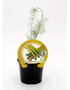 Espargos (vaso de 10,5 cm Ø)