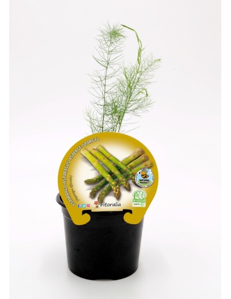 Espargos (vaso de 10,5 cm Ø)