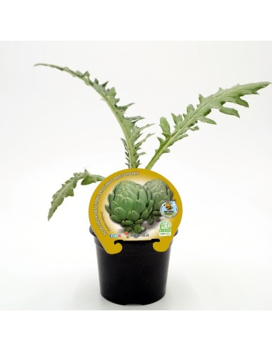 Planter de carxofa Victoria (4 unitats)