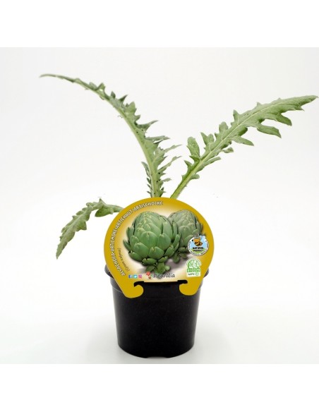 Abono Catus fertiberia